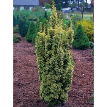 Taxus baccata'David'