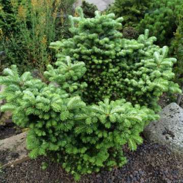 Abies veitchii'Heddergott'