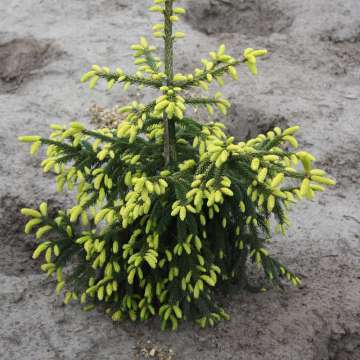 Picea orientalis'Aureospicata'
