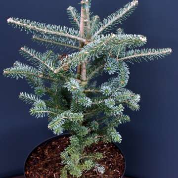 Abies koreana'Inga'