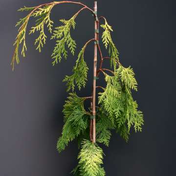 Chamaecyaris obtuse'Filip's golden Falls'