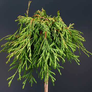 Thuja plicata'Kaegers Beauty'