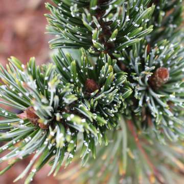 Pinus sylvestis'Skogbygd'