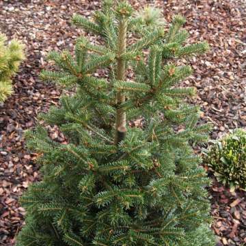 Abies nordmanniana'Saerling'