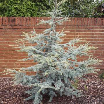 Cedrus libani'Horstmann'