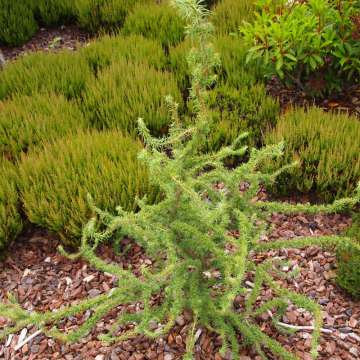 Larix decidua'Komarek Hexe'