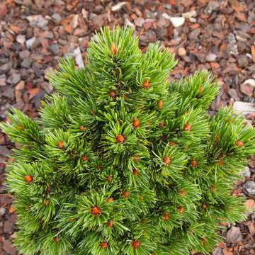 Pinus mugo'Austreim'
