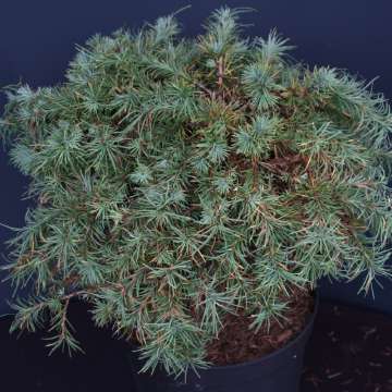 Larix kaempferi'Wehlen'