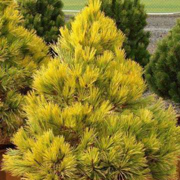 Pinus densiflora'Aurea'