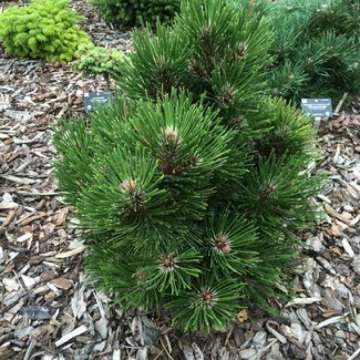 Pinus heldriechii'Malinkii'