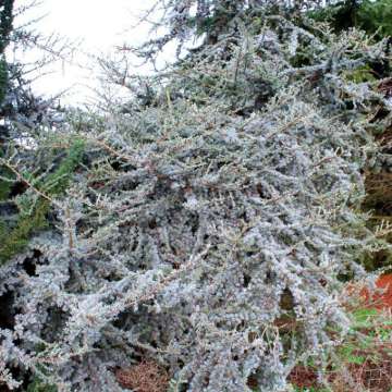 Cedrus libani'Atlantica La Fontaine'