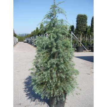 Cedrus deodara