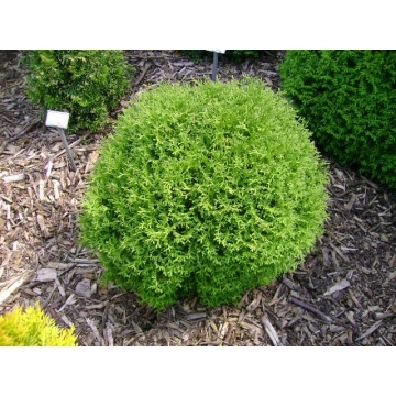 Thuja occidentalis'Tiny Tim'