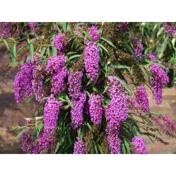 BuddleJa davidii'Nanho Purple'