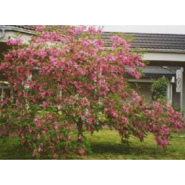 Robinia margaretta'Pink Cascade'