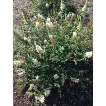 Buddleja'Buzz Ivory'