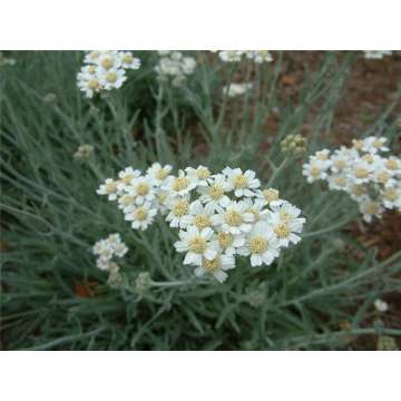 Achillea'Kellereri'