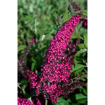 Buddleja'Reve de Papillion Red'