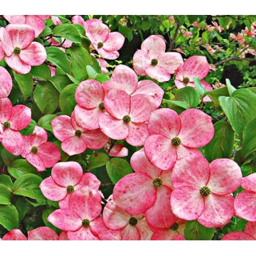 Cornus'Stellar Pink'