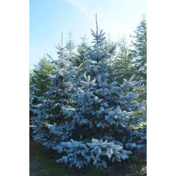 Picea pungens'Hoopsii'