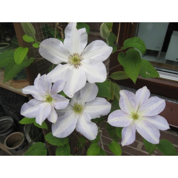 Clematis patens'Yukikomachi'