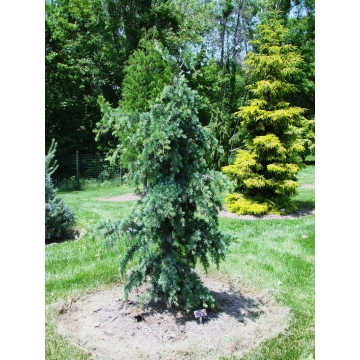 Cedrus libani'Blue Angel'