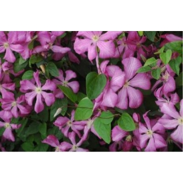 Clematis'Margot Koster'