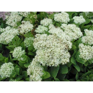 Sedum spectabile'Iceberg'