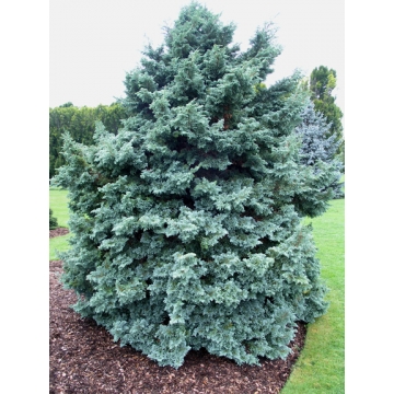 Chamaecyparis pisifera'Boulevard'