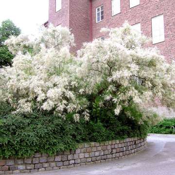 Tamarix'Hulsdonk White'