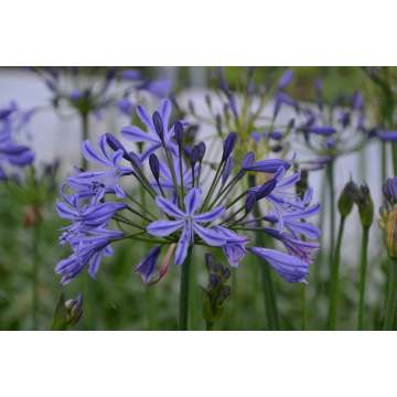 Agapanthus'Su Casa'