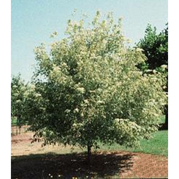 Acer negundo'Variegatum'