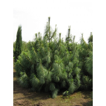Pinus wallichiana'Densa Hill'