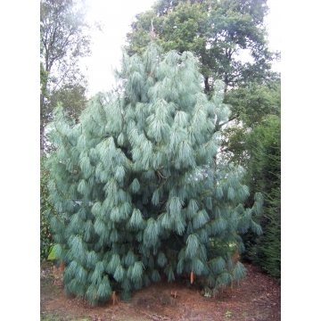 Pinus wallichiana