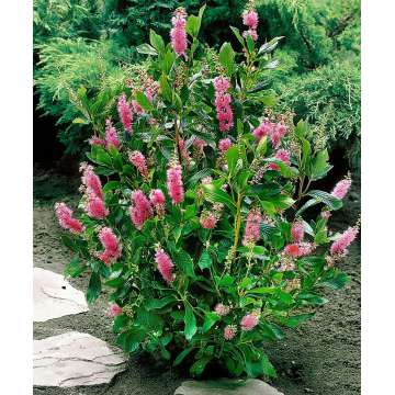 Clethra alnifolia'Pink Spire'