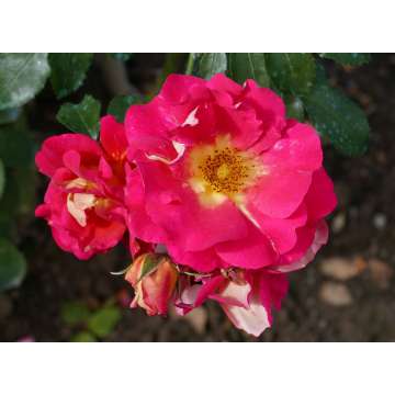 Rosa'Bajazzo'