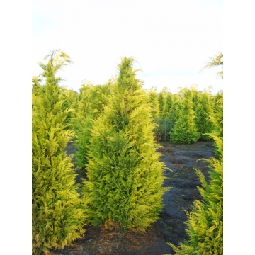 Chamaecyparis lawsoniana'Stardust'