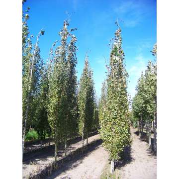 Populus tremula'Erecta'