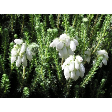Erica tetralix'Alba Mollis'