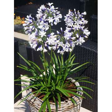 Agapanthus'Twister'