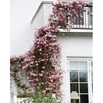 Clematis montana'Mayleen'