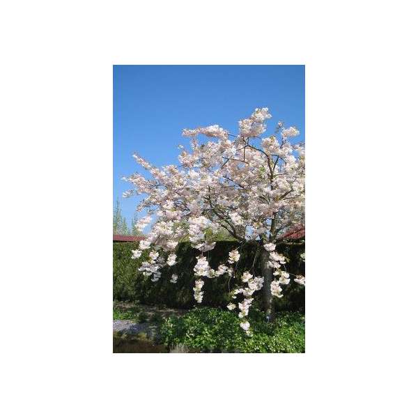 Prunus serrulata'Shogetsu'