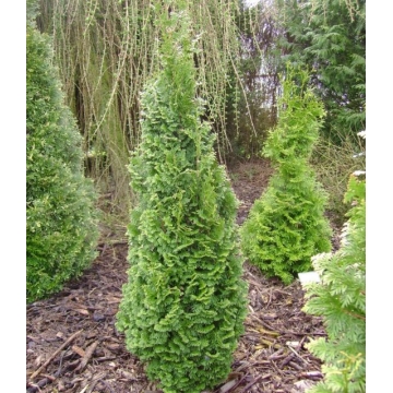 Thuja occidentalis'Brobeck's Tower'