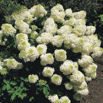 Hydrangea paniculata'Silver dollar'