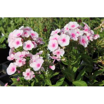 Phlox paniculata'Flame Pro soft Pink'