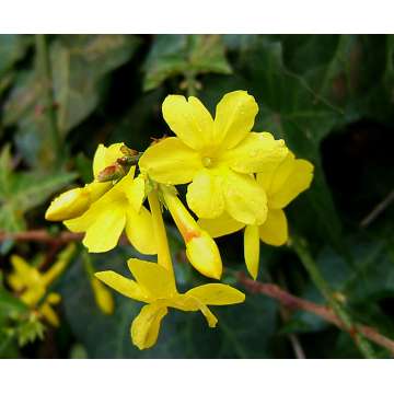 Jasminum nudiflorum