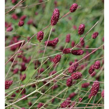 Sanguisorba'Crimson Queen'