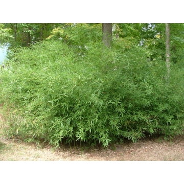Phyllostachys humilis - Bamboe