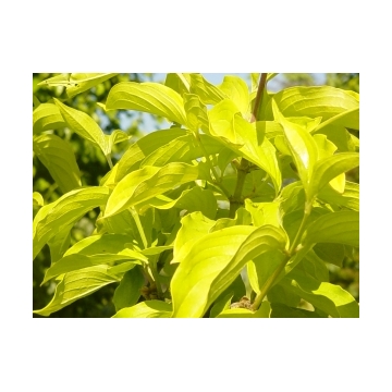 Cornus mas'Yellow'