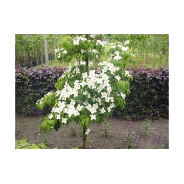 Cornus kousa'Milky Way'
